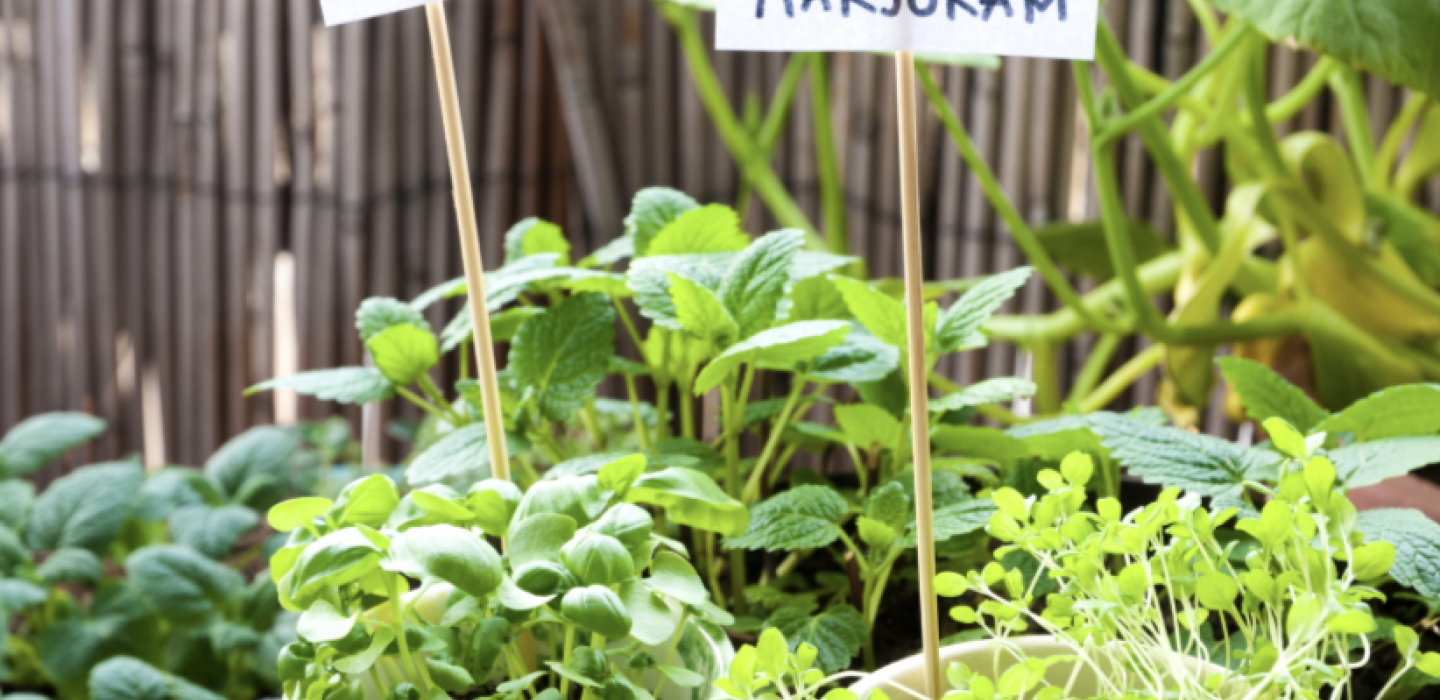 Herbs for respiratory system