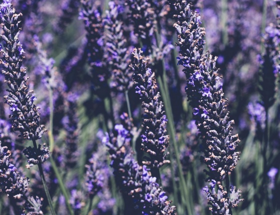 Lavender